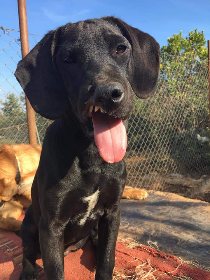 We don’t often do posts like this but this is an exceptional situation in Dubrovnik, Croatia. 200 dogs MUST URGENTLY be homed as their shelter closes in 11 DAYS.We don’t want them to face euthanasia!Click to see dogs for adoption.Retweet to help home them: adopt-zarkovica.eu/registar-pasa/