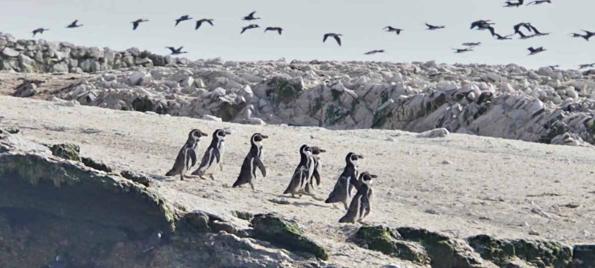 Montag früh in Deutschland 😄 #gotowork #arbeitsweg #penguin #paracas #Peru #pinguin #nextstopwork #letsgofishing