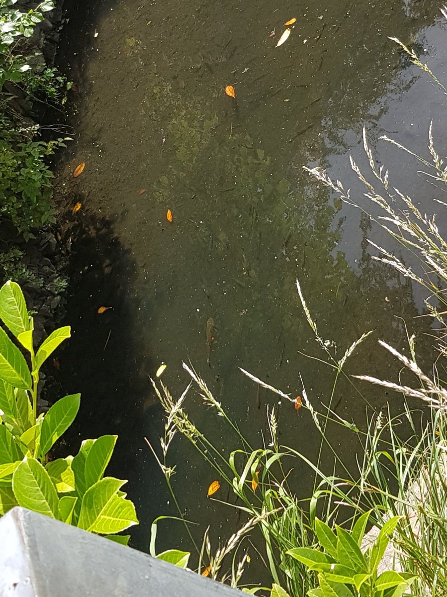 Out early for #litterpicking today.  Filled a bag and enjoyed a spot of fishing where someone had #startedabin. The sunlight was just right to see dozens of fish swimming 🌾🐟🐟 #notabin  #lovewhereyoulive #BoultonMoor #Derby #givenatureahome <a href="/2minlitterpick/">2minutelitterpick🚯</a> <a href="/KeepBritainTidy/">Keep Britain Tidy</a>