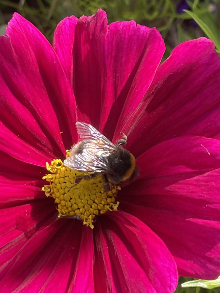 PipsTurning30's tweet photo. Hope you’re all enjoying the sunshine sensibley. I’ve work my hat, drunk plenty, had sun cream on and sat inside for a while to cool down. Be careful in the sun. #ShotOnIPhone #Flower #Bee https://t.co/rtLyvKWdg4