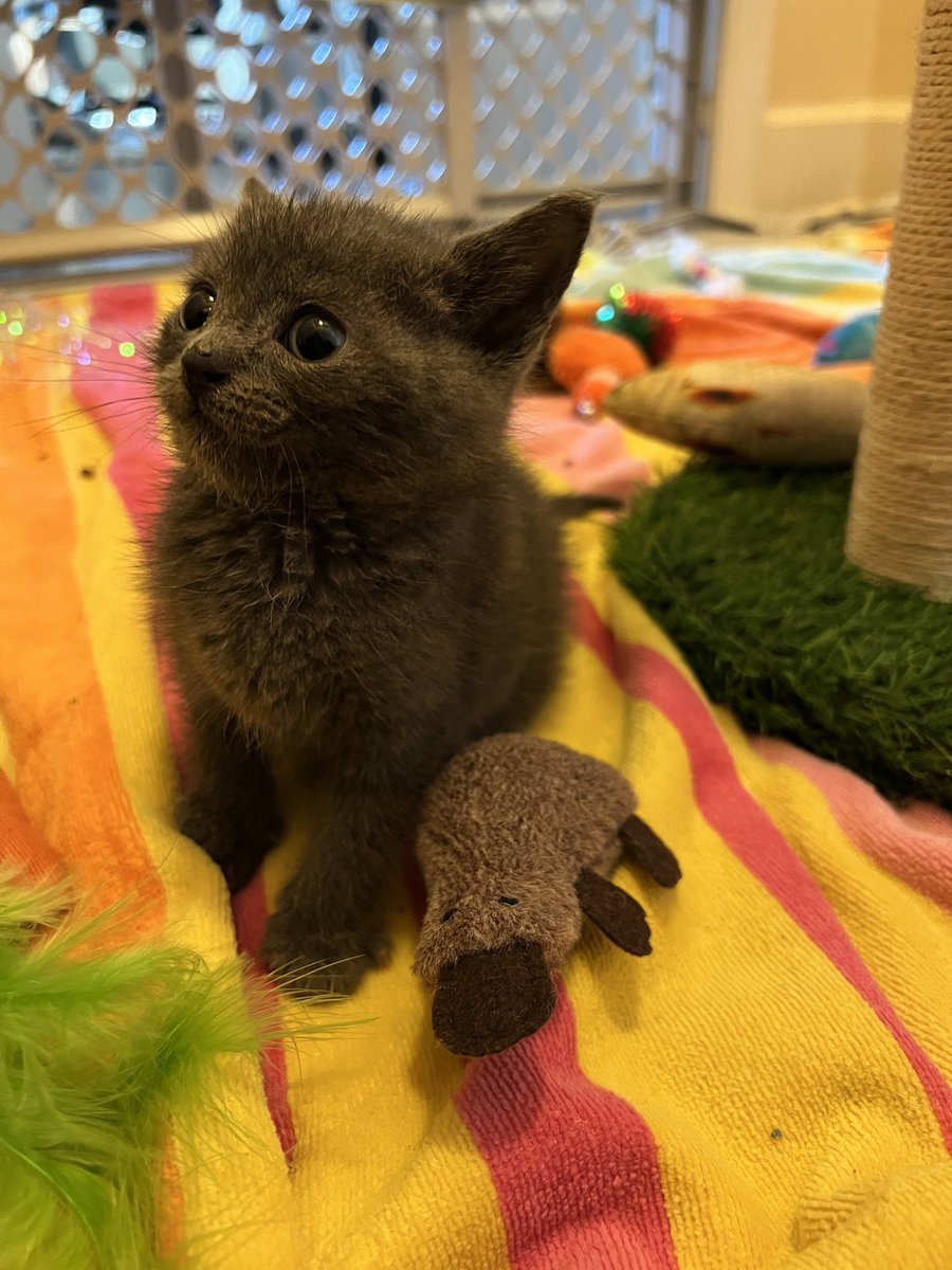 reallylittlecat's tweet photo. big day for me
i will be going on my inaugural exploration of the entire apartment
with my platypus https://t.co/1ywpBdeYbO