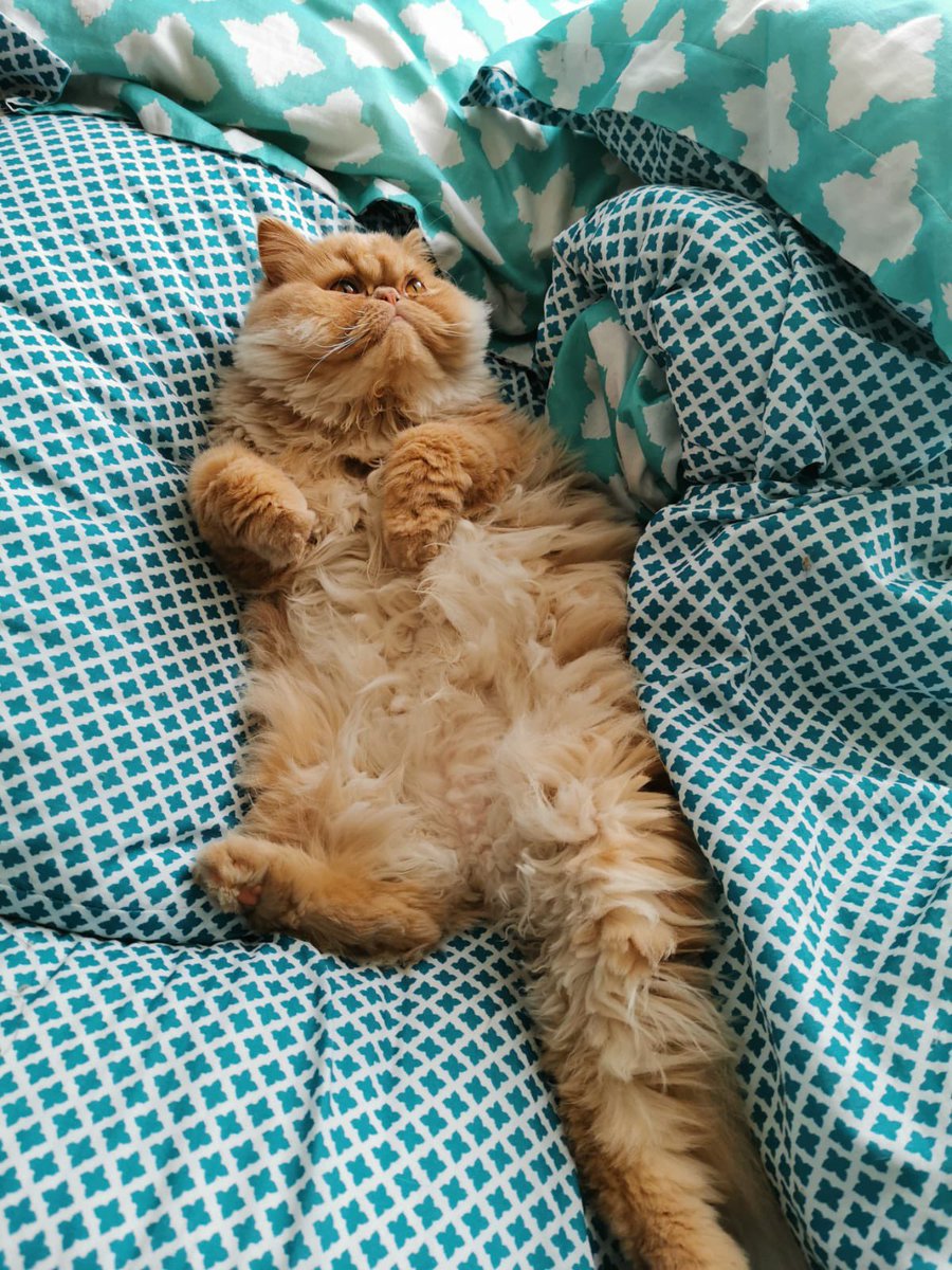 DanielaAtencia's tweet photo. @efectomirringo Antonio José ya se está preparando para brillar! ❤️🐱 #GatosReales #ComunidadMirringo https://t.co/PayDAM7egx