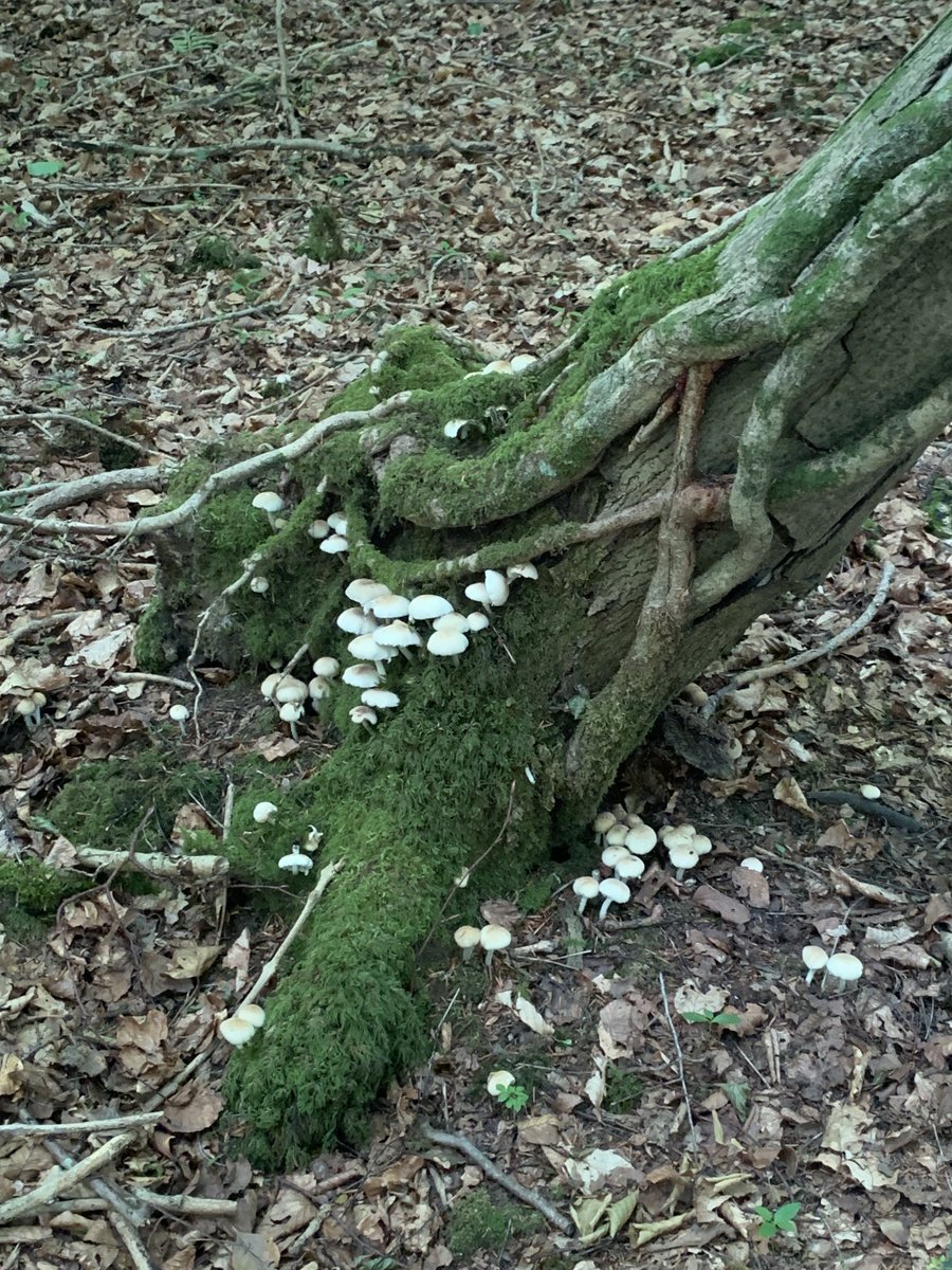 Still mushroom season in Dinas Woods ⁦@CoedCadw⁩ #Casehill #CwmGeorge