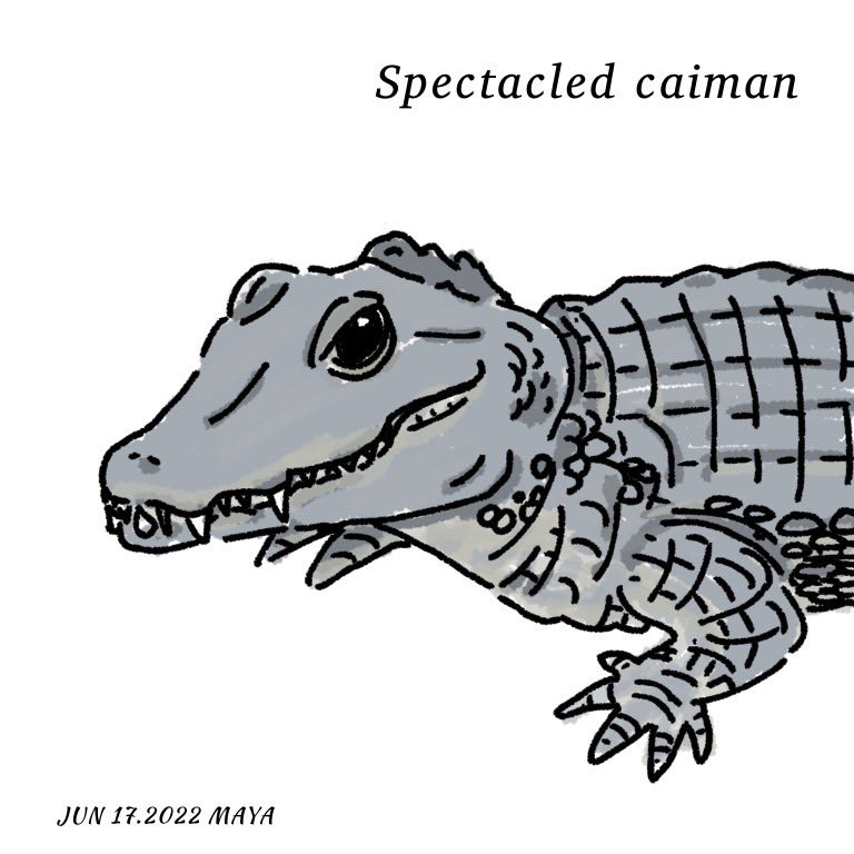 爬虫類飼ったことない初心者の描くメガネカイマン。

半身だけ描くの手抜きじゃないです。
（言い訳）

#まやレプ365日

#メガネカイマン
#spectacledcaiman #reptilia #crocodilia #allgatoridae #cainan
#爬虫類 #ワニ #カイマン