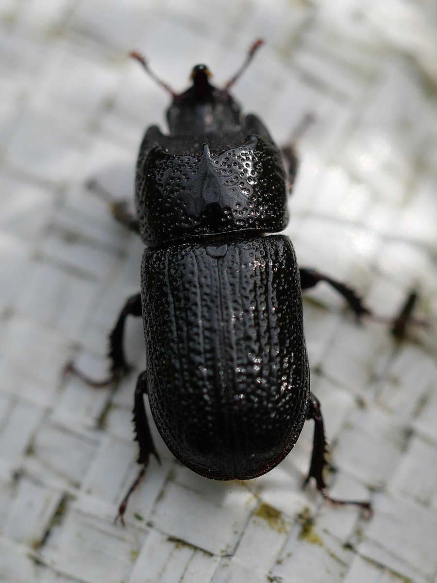 BCA1967's tweet photo. Great spot by Ian White - Sinodendron cylindricum,  the Horned Stag Beetle, is the smallest of the 3 species of Stag Beetle (Lucanidae) found in the UK, and the only species you are likely to find this far north. The adult is typically  2cm long #BCAWoods #Grinlow #Poolescavern https://t.co/OkEyDGmoXr