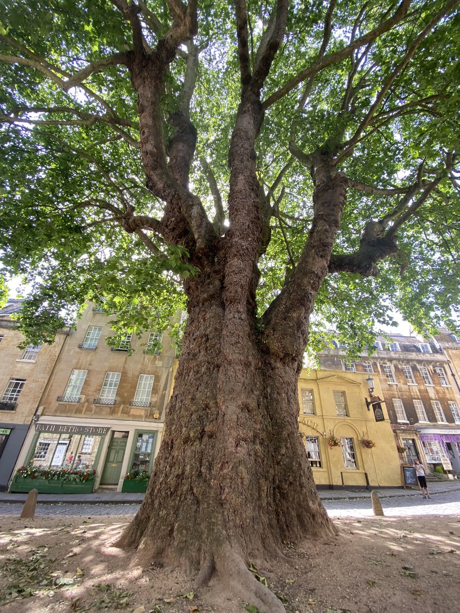 One of my favourite trees in Bath