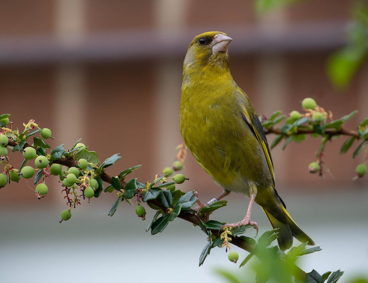 franks_ste's tweet photo. Greenfinch with ring on ,and a couple of juveniles, Robin, Great tit.@teesbirds1 @teeswildlife @DurhamBirdClub @Natures_Voice #TwitterNatureCommunity https://t.co/wecV0oQau3