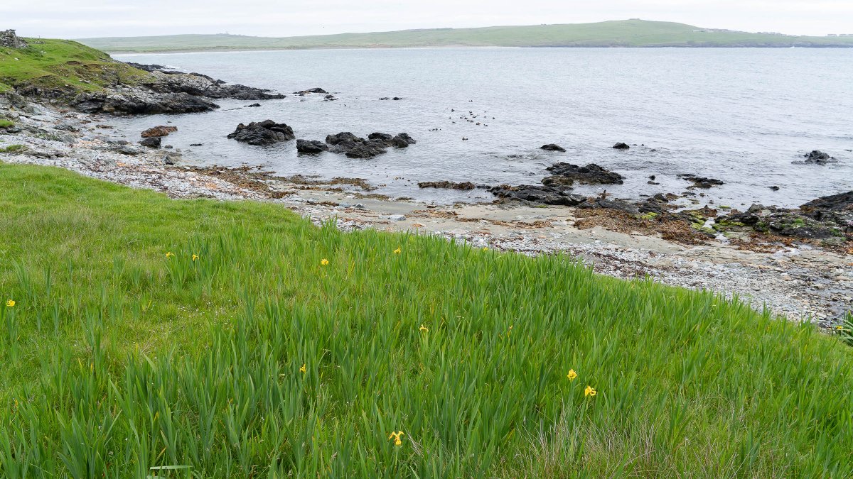 rossmackenzie's tweet photo. Coastal walking #QuendaleBay #Shetland #30DaysWild #Day17 #NoHeatwave https://t.co/mj8Xtw6PMy