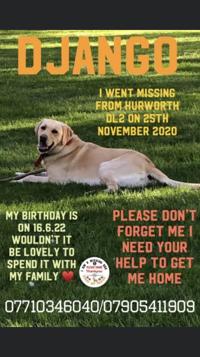 RachaelB100's tweet photo. DJANGO is 7 Today π
Heβs sadly still #Missing 25/11/20
#Hurworth #DL2 #NorthEast
#Labrador #Chipped
Believed #Stolen #PetTheft #TheftByFinding #Scanthatchip
1 sighting, 1 piece of info, 1 conscience needed to help him home π
https://t.co/SpGfL64WFk
https://t.co/BQ4okzmUle https://t.co/aboe05ejyu