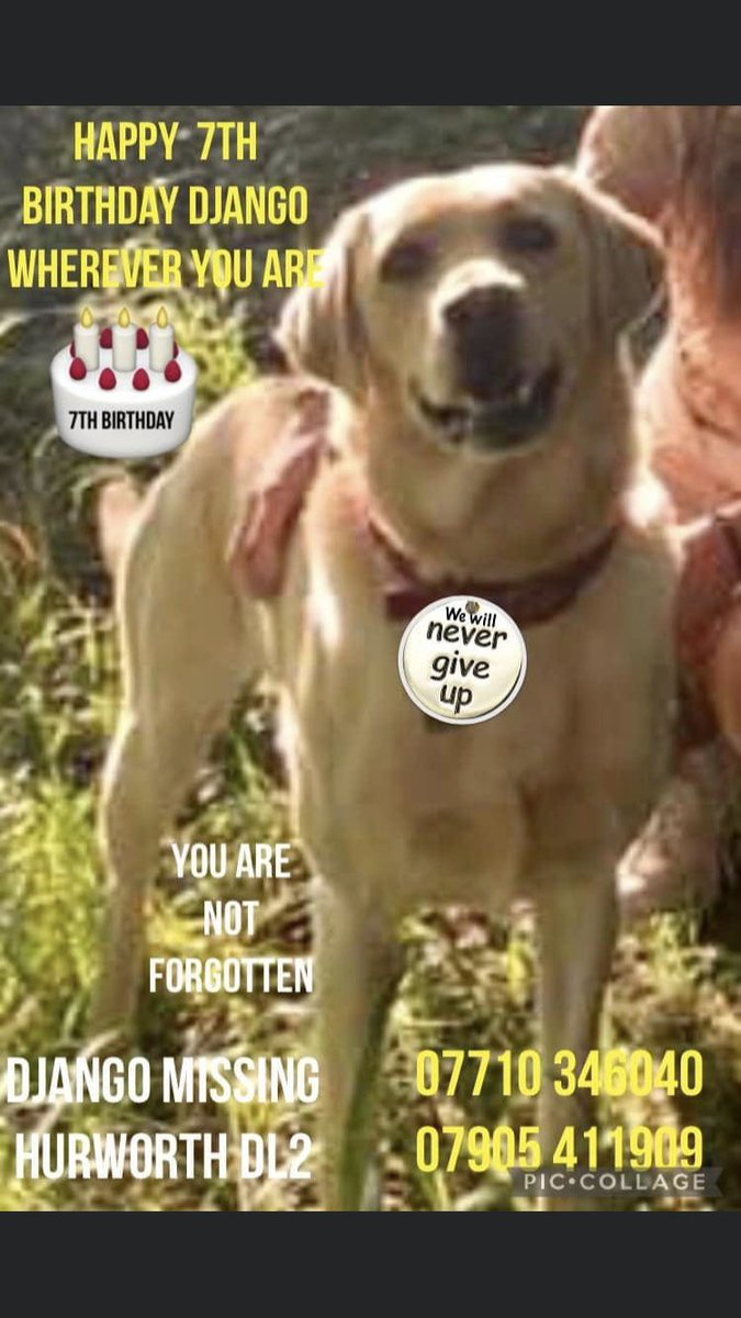 RachaelB100's tweet photo. DJANGO is 7 Today π
Heβs sadly still #Missing 25/11/20
#Hurworth #DL2 #NorthEast
#Labrador #Chipped
Believed #Stolen #PetTheft #TheftByFinding #Scanthatchip
1 sighting, 1 piece of info, 1 conscience needed to help him home π
https://t.co/SpGfL64WFk
https://t.co/BQ4okzmUle https://t.co/aboe05ejyu