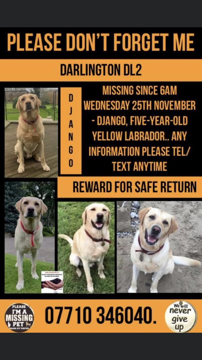 RachaelB100's tweet photo. DJANGO is 7 Today π
Heβs sadly still #Missing 25/11/20
#Hurworth #DL2 #NorthEast
#Labrador #Chipped
Believed #Stolen #PetTheft #TheftByFinding #Scanthatchip
1 sighting, 1 piece of info, 1 conscience needed to help him home π
https://t.co/SpGfL64WFk
https://t.co/BQ4okzmUle https://t.co/aboe05ejyu