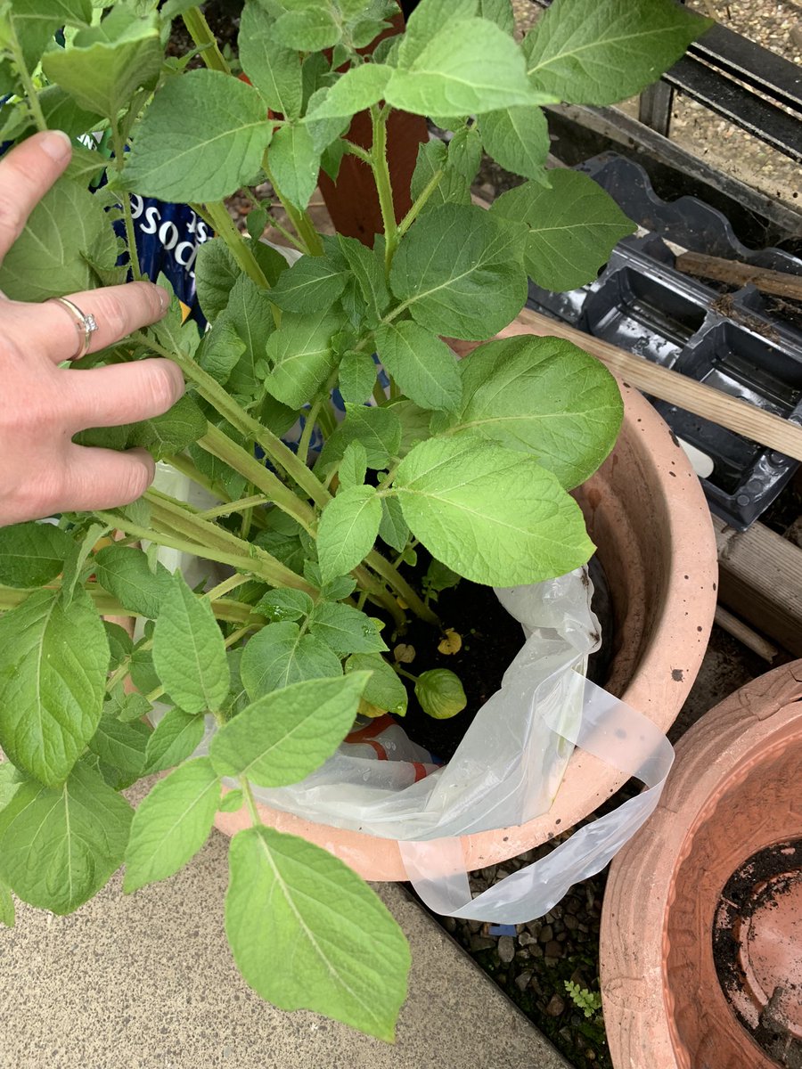 Clarew03's tweet photo. Progress pic, sunflower and potatoes @Carmuirsp4_3 @carmuirsprimary https://t.co/nCg5Z7jOF5