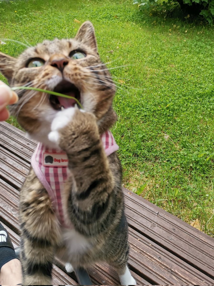 MaisaTheCat's tweet photo. Yum Yum summer 🐅🌞🐾🐦🐛🦋🌿 https://t.co/yoDjSHRkk1