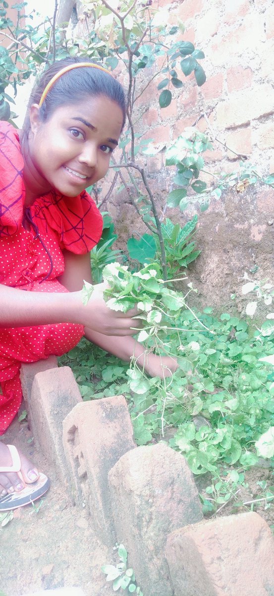 झारखण्ड प्रकृति की गोद में बैठा राज्य है। यहाँ के जंगल में कई प्रकार के बहुमूल्य औषधियों का भंडार है, जिसे हम आदिवासी द्वारा रोज खाद्य उत्पाद के रूप में खाया जाता है। इसी क्रम में 'बेंग साग' आता है, जो कई औषधिय गुणों से भरपूर हैऔर इससे कई रोगों का निवारण होता है।
#प्रकृति_जोहार☘️