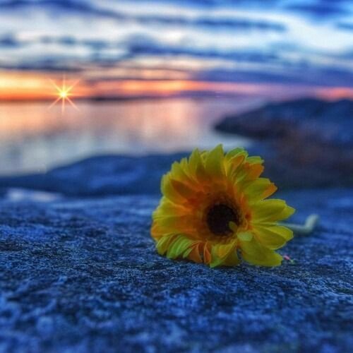 🌻🌼🌊🌻🌼🌊🌻🌼🌊🌻