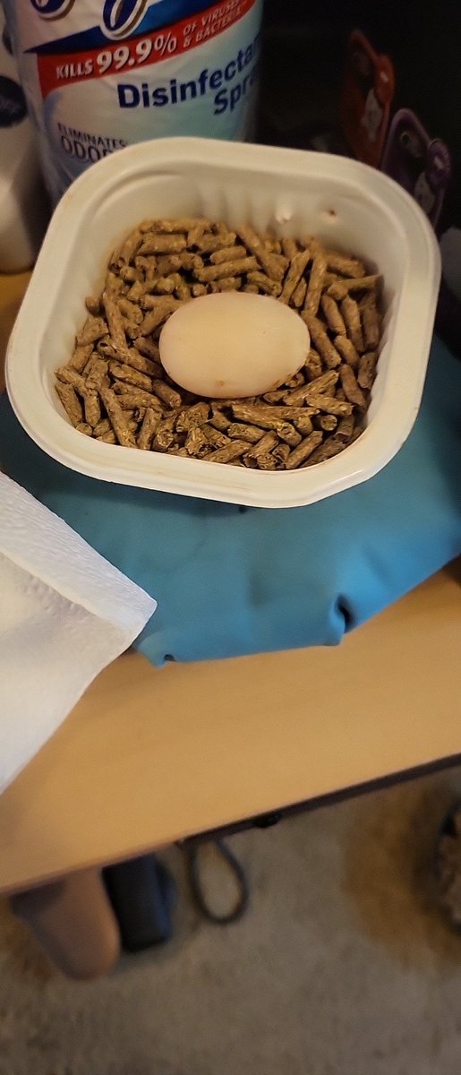 RedPawnda's tweet photo. So we have some red slider turtles and i woke up this morning to a fertalized egg.. you guys know how to incubate a turtle egg!? #egg #incubating #turtleegg #redslider #vtuberEN https://t.co/oisX5ucUOz