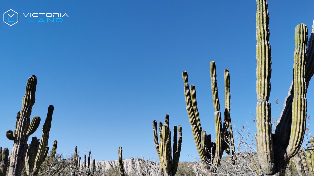 The Mexico I ecosystem has a place we call the “Forest of hope” where 100+ year-old, 9-meter tall #cactuses rise to the blue sky, framed by white 50-meter cliffs. It is featured in our first NFT #collection.