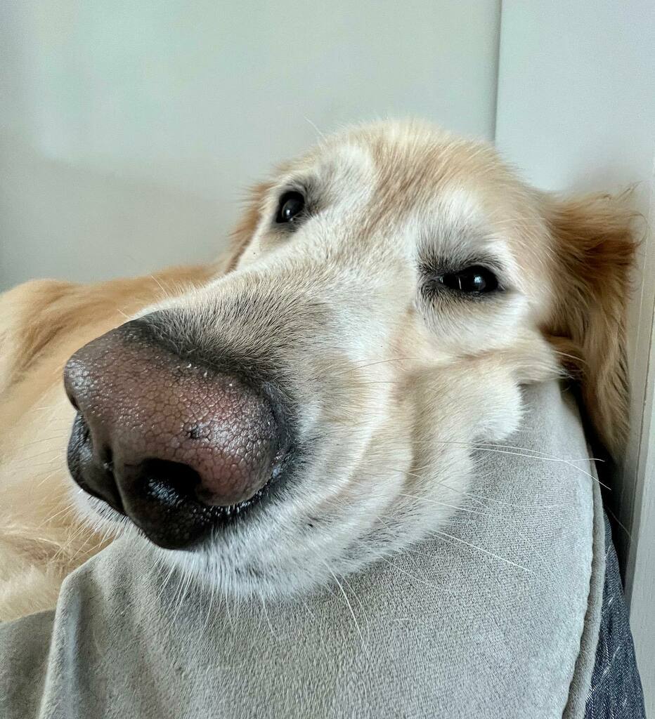 The Golden Ratio tweet media