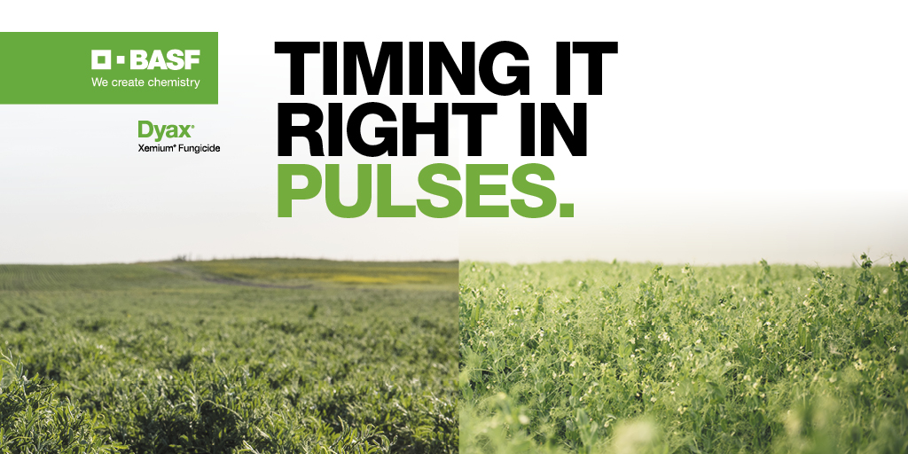 BASFAgSolutions's tweet photo. Timing your application of #Dyax fungicide in pulses is simple. For optimal results, apply at the start of flowering or prior to row closure. Get additional application tips and more information on Dyax at https://t.co/HxsPkeFzqJ #WestCdnAg https://t.co/hjMxJXbLEq