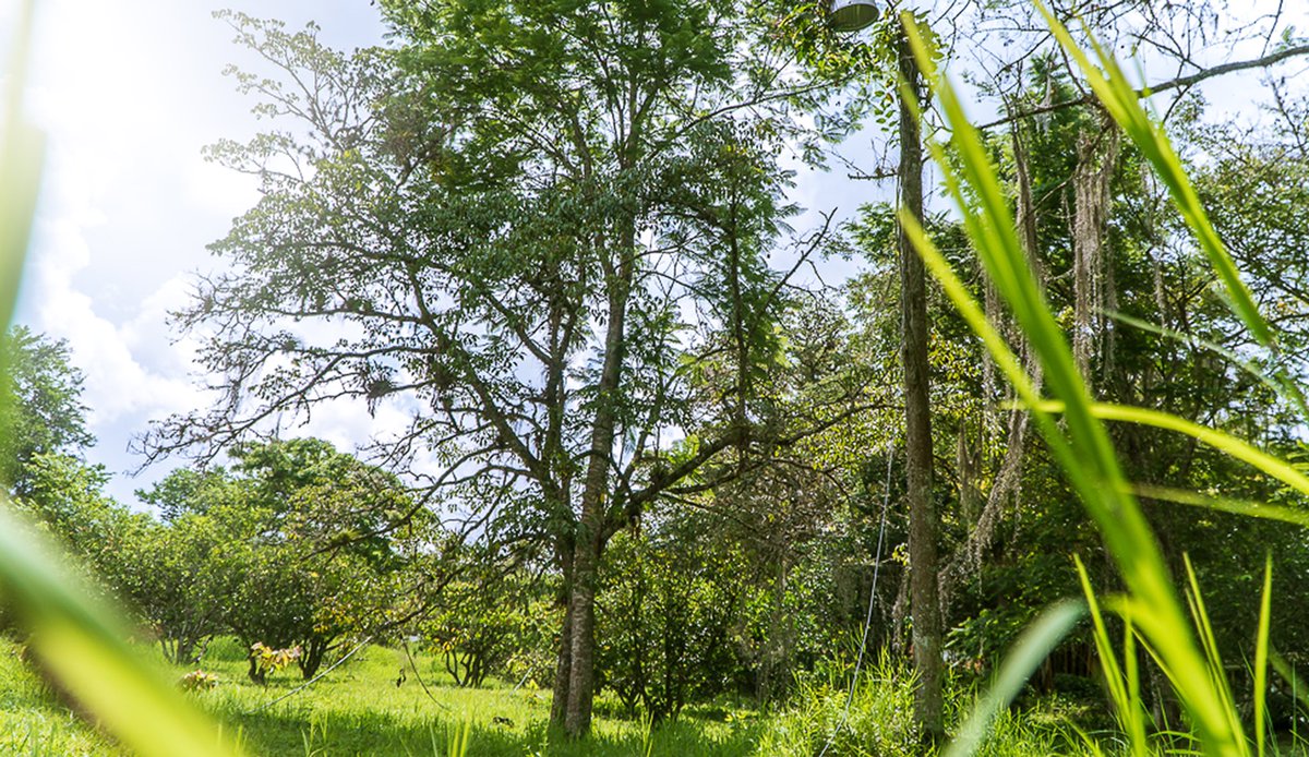 IMCTBGA's tweet photo. Hoy te compartimos una galería de la especie insignia de la ciudad: el Búcaro. 🌳

Este árbol, mencionado en la segunda estrofa del himno, fue declarado por el honorable @concejobucara mediante el acuerdo No 013 de 2021 como el árbol emblemático de la ciudad. 🙌🏻

#GobernarEsHacer https://t.co/0zklr1vL2X