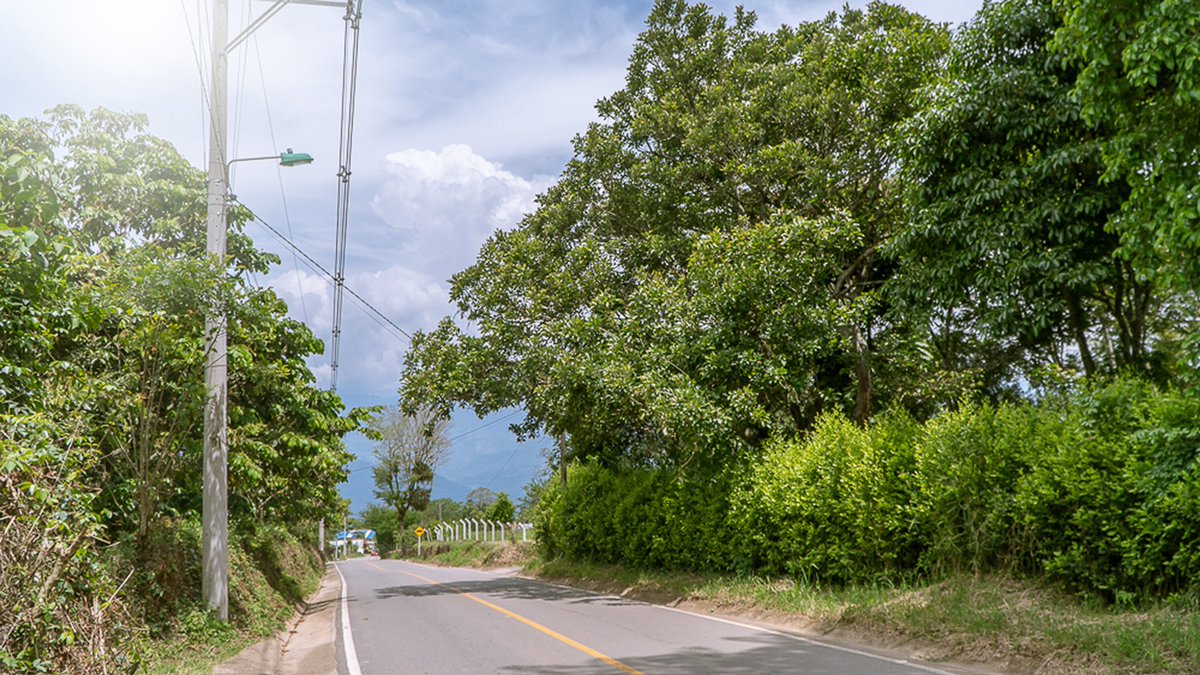 IMCTBGA's tweet photo. Hoy te compartimos una galería de la especie insignia de la ciudad: el Búcaro. 🌳

Este árbol, mencionado en la segunda estrofa del himno, fue declarado por el honorable @concejobucara mediante el acuerdo No 013 de 2021 como el árbol emblemático de la ciudad. 🙌🏻

#GobernarEsHacer https://t.co/0zklr1vL2X
