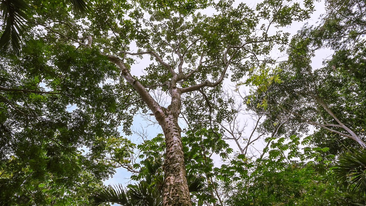 IMCTBGA's tweet photo. Hoy te compartimos una galería de la especie insignia de la ciudad: el Búcaro. 🌳

Este árbol, mencionado en la segunda estrofa del himno, fue declarado por el honorable @concejobucara mediante el acuerdo No 013 de 2021 como el árbol emblemático de la ciudad. 🙌🏻

#GobernarEsHacer https://t.co/0zklr1vL2X