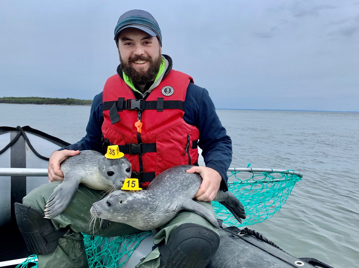 Very successful field season to study changes in birth timing, growth, movement and survival of harbour seal pups in the St Lawrence: 100+ captured, 30+ recap, 16 double-tagged with sat + 180kHz acoustic! @DFO_Science <a href="/USherbrooke/">Université de Sherbrooke</a> <a href="/OceanTracking/">Ocean Tracking Network</a> Now to greys &amp; sharks in the Gulf!