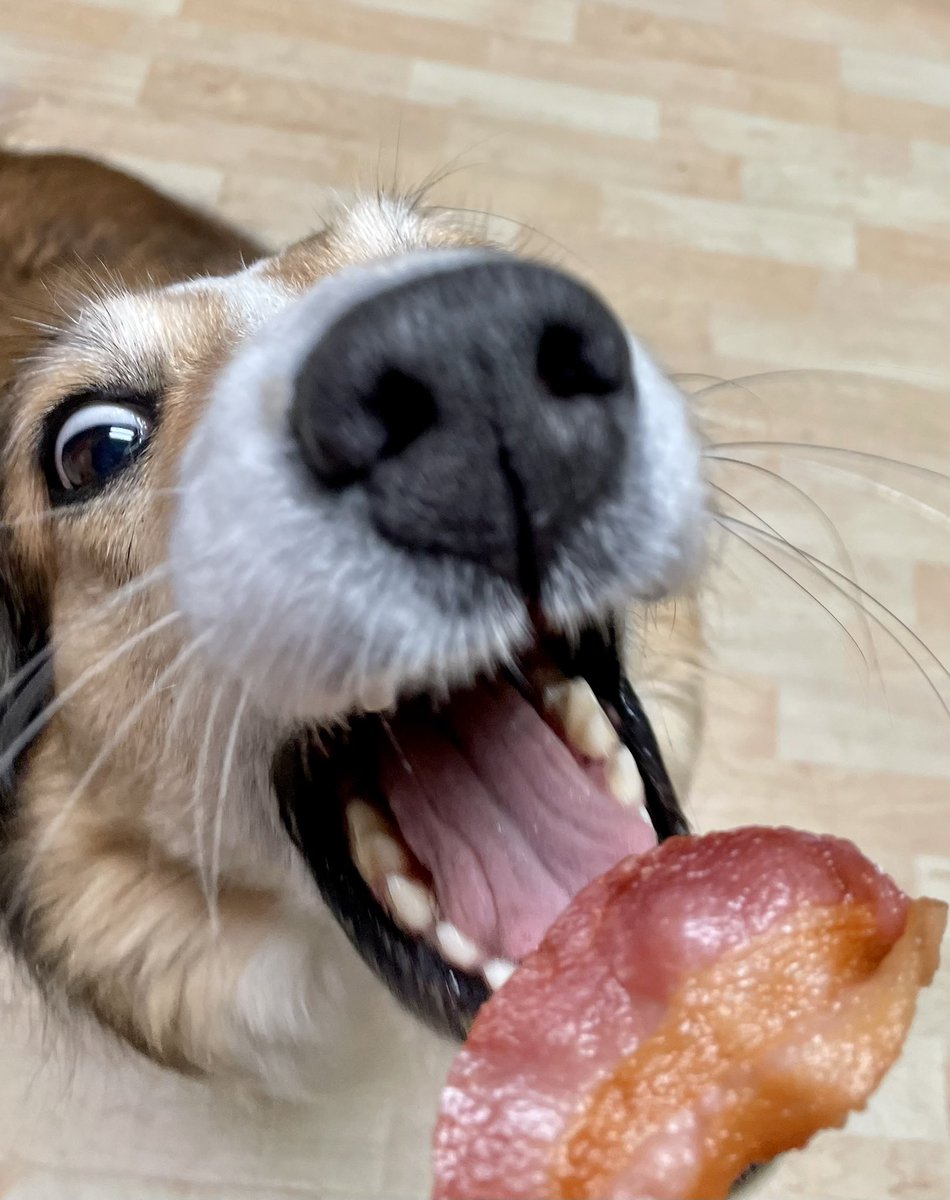 WilmaBenton19's tweet photo. #PhotoChallenge2022June 
My favorite vegetable is BACON because I don’t like any vegetables! 
#dogsoftwitter #dogs #bacon #bacontime https://t.co/nbZzTBZVye