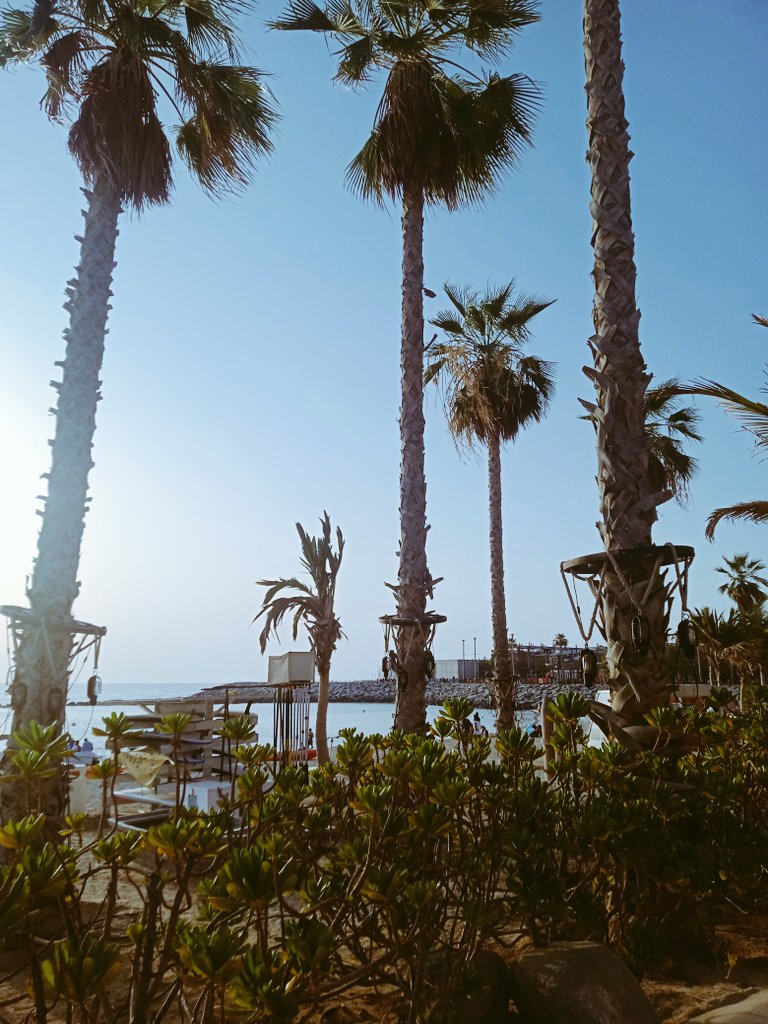 TravelPeponi's tweet photo. Chasing sunsets at La Mer Beach Dubai

Steph Klay FATF #traveling #AgnipathRecruitmentScheme #sunsetsforrowoon #sunset #PhotoOfTheDay
#photography #streetphotography  #nature #beach Sadio #ThankYouImranKhan Amapiano Drake https://t.co/SvuhitpeCs