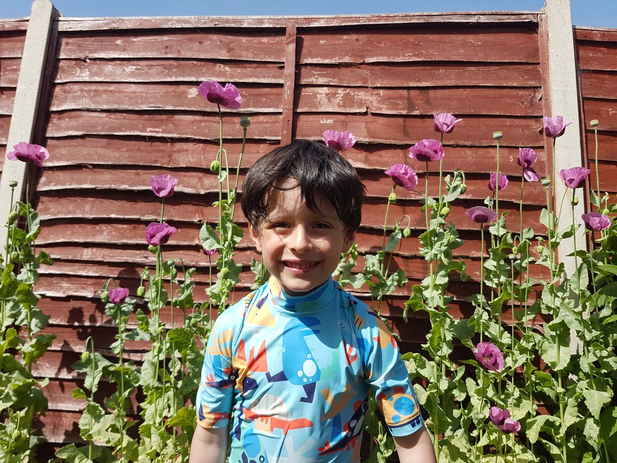 DanEames1127's tweet photo. Last year my little one planted his own Poppies &amp; really enjoys gardening (even more with now his pool out)

He's loved GW this year &amp; has taken a great shine to Monty, often pretending to be him. Since @TheMontyDon posted his Poppies Dominic's pestered me to show Monty his. https://t.co/XBmeHx6sXq