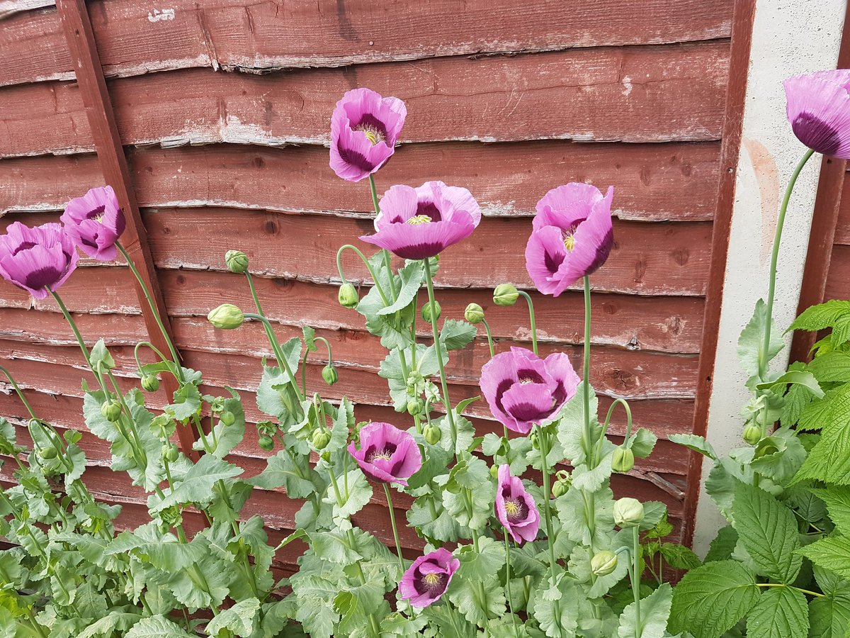 DanEames1127's tweet photo. Last year my little one planted his own Poppies &amp; really enjoys gardening (even more with now his pool out)

He's loved GW this year &amp; has taken a great shine to Monty, often pretending to be him. Since @TheMontyDon posted his Poppies Dominic's pestered me to show Monty his. https://t.co/XBmeHx6sXq
