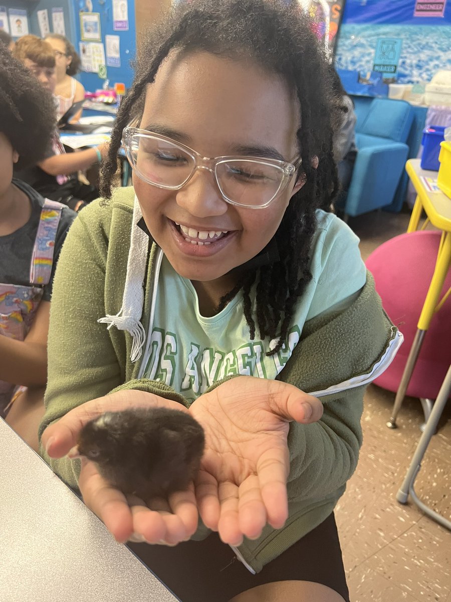 One of our favorite memories in STEAM is watching the life cycle of a chick 🐥🐣 we love meeting our fluffy new friends <a href="/PS10FortHill/">PS10 FORT HILL</a> #handsonmindson @teacherromero72 <a href="/jenn_funes/">Jenn Gonzalez Funes</a> @SIBOD31 <a href="/DrMarionWilson/">Dr. Marion Wilson</a>
