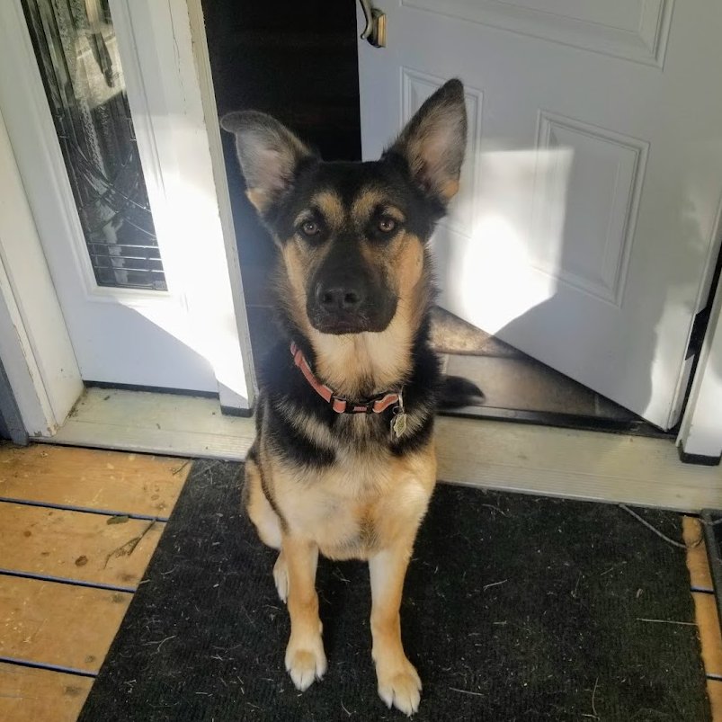 BeeinthemistZ's tweet photo. Zephyr(left) Raylan(upper right) Ava(lower right). My whole world๐#GermanShepherd #Livingwithdogs #Dogsarefamily #Dogsaregods #Thankyouforloving #Dogsruletheworld #Followthemandeverythingsokay https://t.co/yBxNxn5uyO
