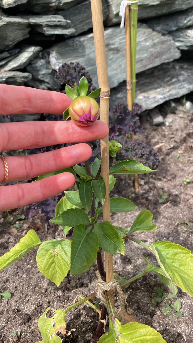 A Covid cliché- 2020 we moved from Canary Wharf to Anglesey (after 13 yrs in city) Now life is dictated by tides, wind direction &amp; our internet connection. Interested by Susanne Klein’s book on the ‘urban migrants’ of Japan. PM me if you are seeking/have found your rural idyll x