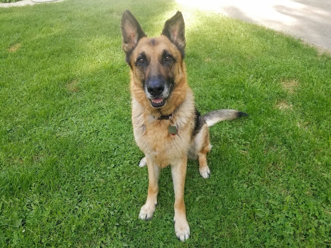 BeeinthemistZ's tweet photo. Zephyr(left) Raylan(upper right) Ava(lower right). My whole world๐#GermanShepherd #Livingwithdogs #Dogsarefamily #Dogsaregods #Thankyouforloving #Dogsruletheworld #Followthemandeverythingsokay https://t.co/yBxNxn5uyO