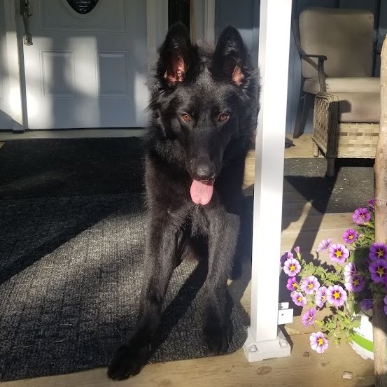 BeeinthemistZ's tweet photo. Zephyr(left) Raylan(upper right) Ava(lower right). My whole world๐#GermanShepherd #Livingwithdogs #Dogsarefamily #Dogsaregods #Thankyouforloving #Dogsruletheworld #Followthemandeverythingsokay https://t.co/yBxNxn5uyO