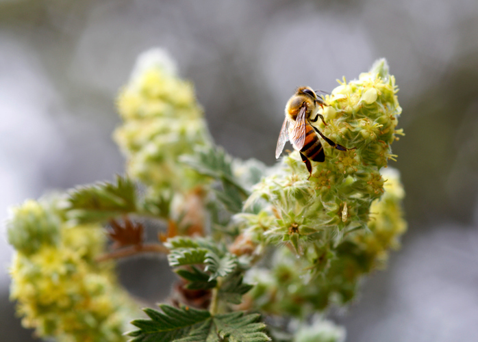 ScorpionTechAZ's tweet photo. Just the name #KillerBees can send a shiver down your spine. But where did they get their name and where did they come from? Learn more about Killer #Bees and how best to deal with them  https://t.co/hX0lqCTCNB  #beecontrol #ScorpionTechAZ #MesaAZ https://t.co/G1M7adXJTy