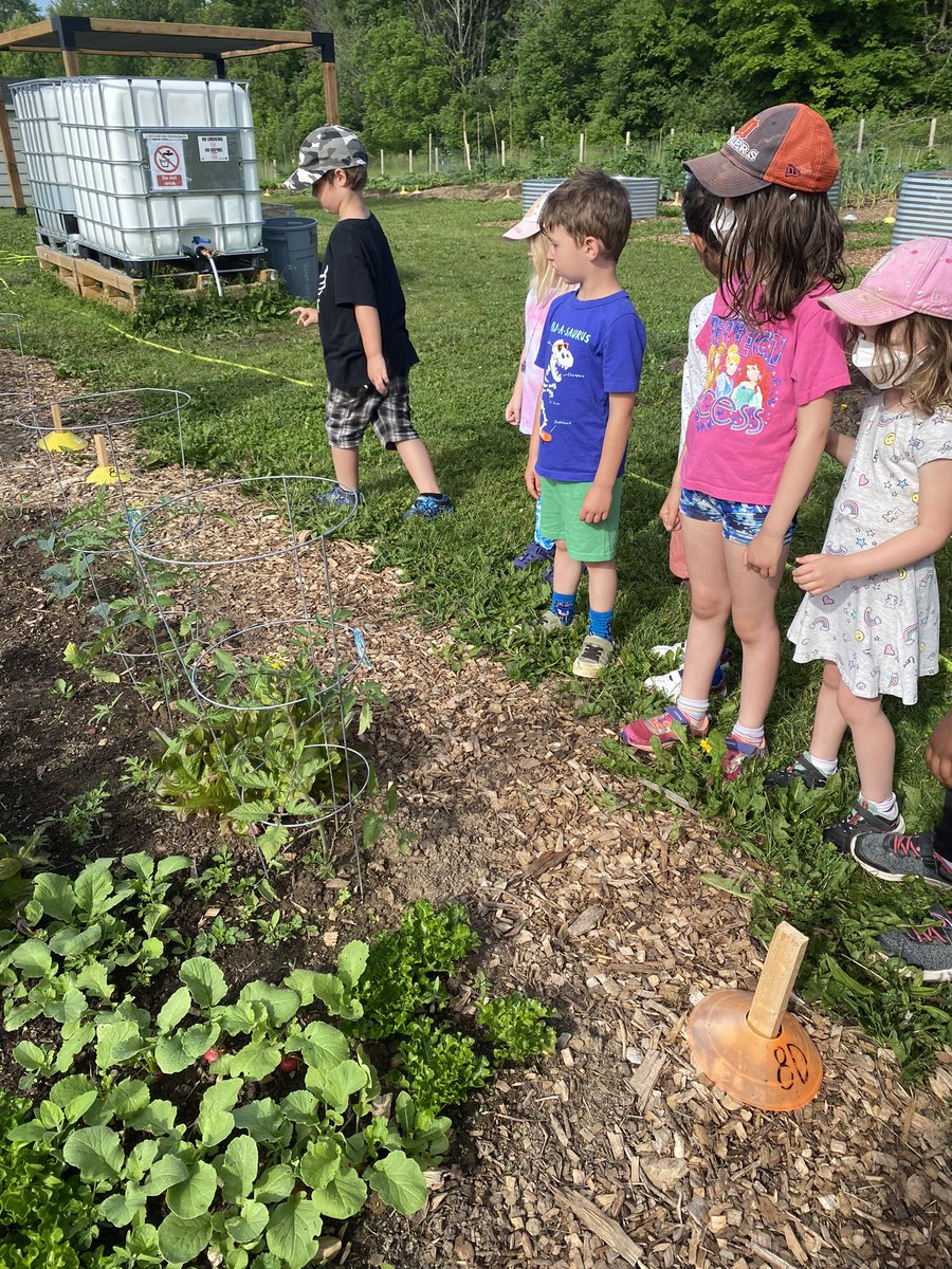 MsVanFleetWCDSB's tweet photo. Visiting the community garden in our school yard ! Over 70 families have planted here ! #kindergarten #explore #vegetables #fruit #earthtotable @stpetersaints https://t.co/Tlkmzv6bjF