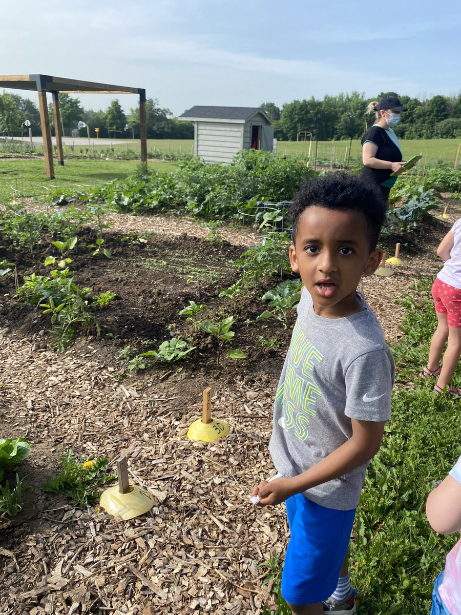 MsVanFleetWCDSB's tweet photo. Visiting the community garden in our school yard ! Over 70 families have planted here ! #kindergarten #explore #vegetables #fruit #earthtotable @stpetersaints https://t.co/Tlkmzv6bjF