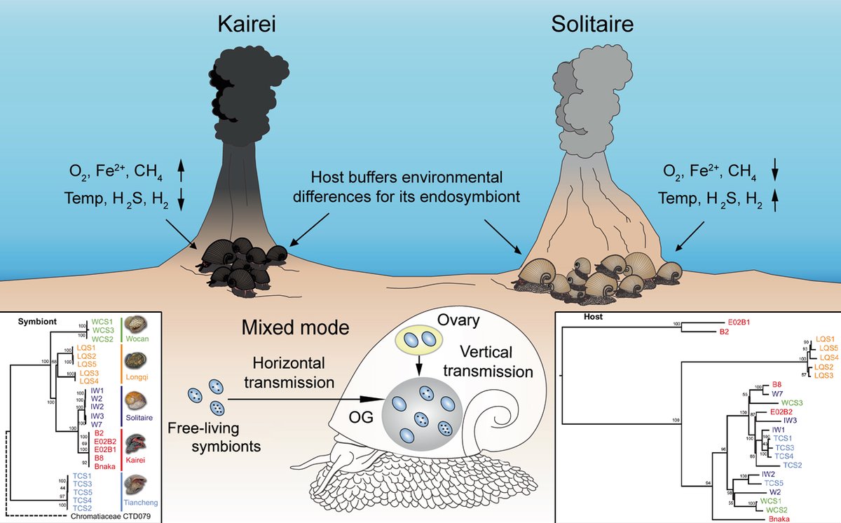 [New Paper] <a href="/ISMEJournal/">The ISME Journal</a> show that the hot vent Scaly-foot Snail likely uses both maternal transmission + environmental aquisition for its endosymbionts! Also, the snail buffers symbionts from environmental variability across different vents.
OPEN ACCESS: nature.com/articles/s4139…