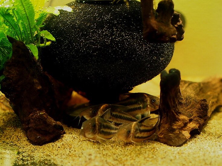 ざうらー Corydoras7cm Twitter