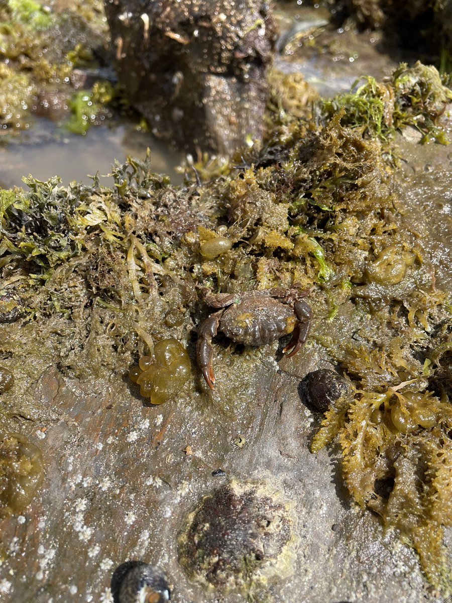 MardleMegan's tweet photo. Not just a @dassh day of data for me! I got the chance to head down to the shore to BioBlitz ๐ฆ @thembauk #DTOLBioBlitz #MBABioBlitz https://t.co/zy8n1ZPvwW