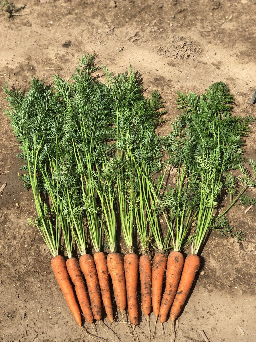 December drilled Carruba soaking up the sunshine. New season 🥕🥕<a href="/Bayer4CropsUK/">Bayer Crop Science UK</a> #BayerHortiUK