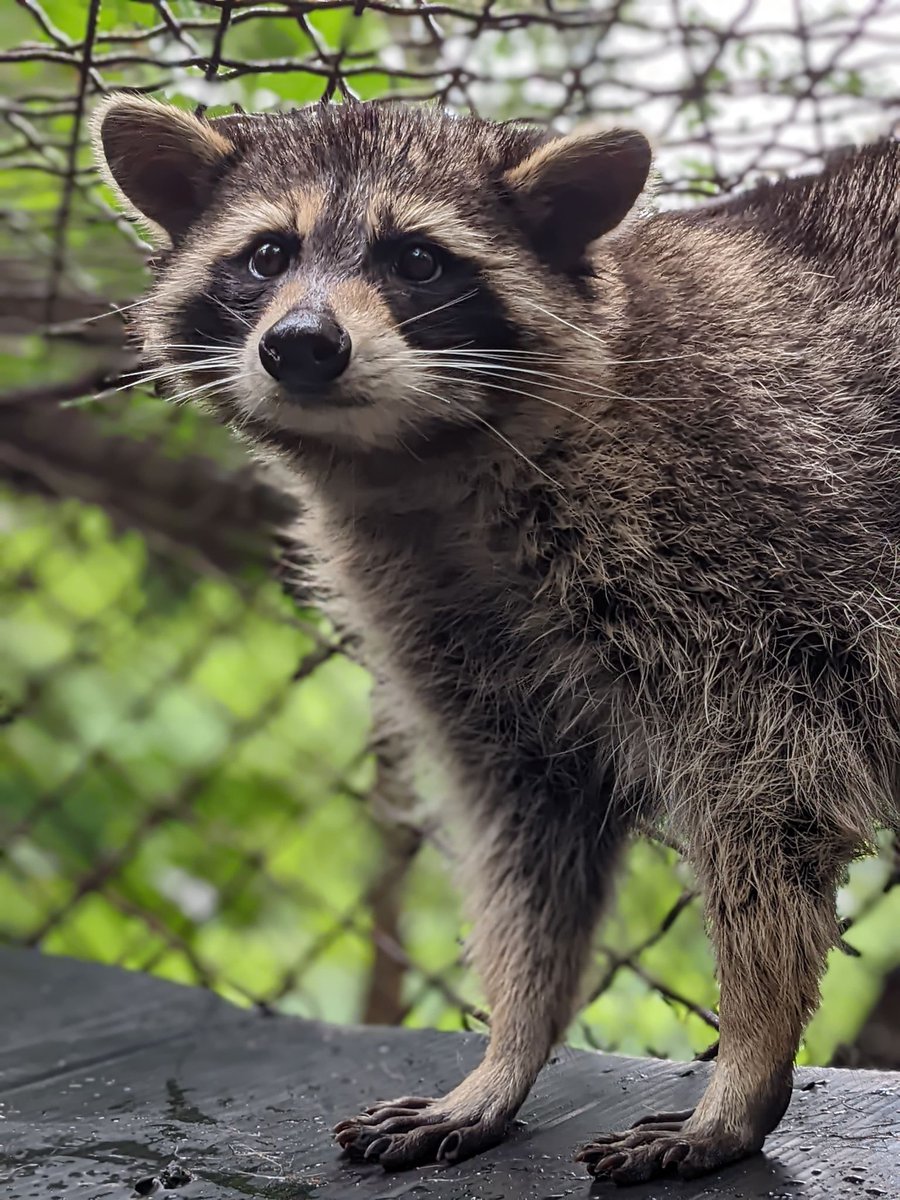 awarewildlife's tweet photo. A Raccoon's Story - https://t.co/IVxzev5j1i https://t.co/hBIlJonVWq