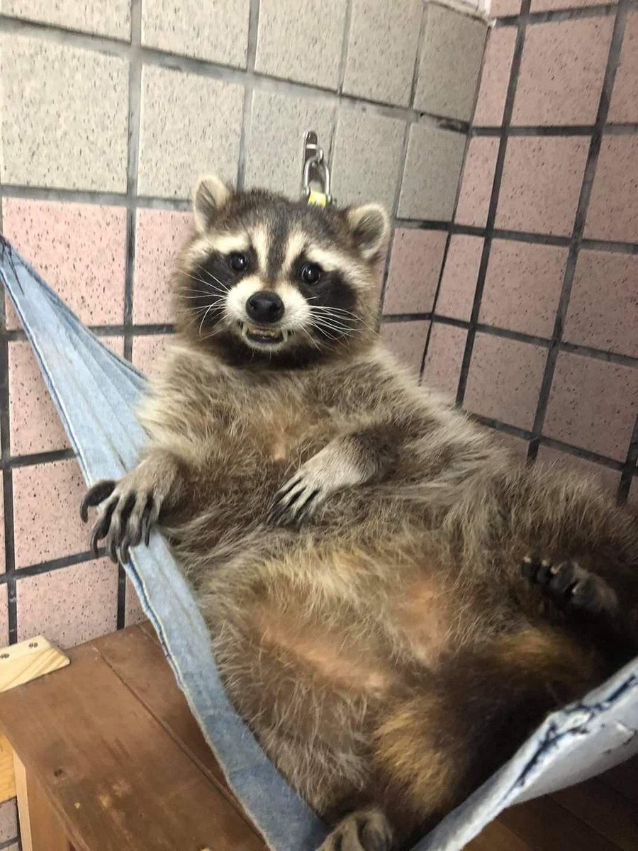 raccoonhourly's tweet photo. https://t.co/6O2cqpVvV8