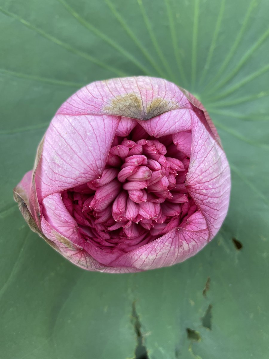 akshyapat's tweet photo. Thousand Petal Lotus in the Saimukunda herbal garden.                  #gardening #aquaculture https://t.co/VBtuYs49Z4