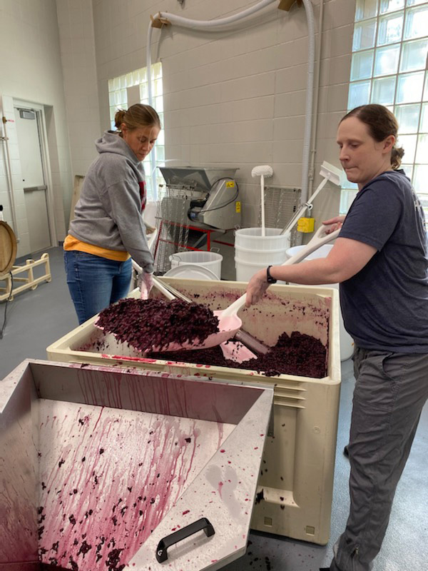 iastate_cals's tweet photo. The first batches of Iowa State produced wine were made this past spring in the *NEW* #IowaState winery using grapes grown at the ISU Horticulture Research Station:
🍇 828 bottles of La Crescent
🍷 444 bottles of Marquette
🍇 420 bottles of Rosé wine
https://t.co/xgSPP0ii60 https://t.co/s7Hj1QseZF