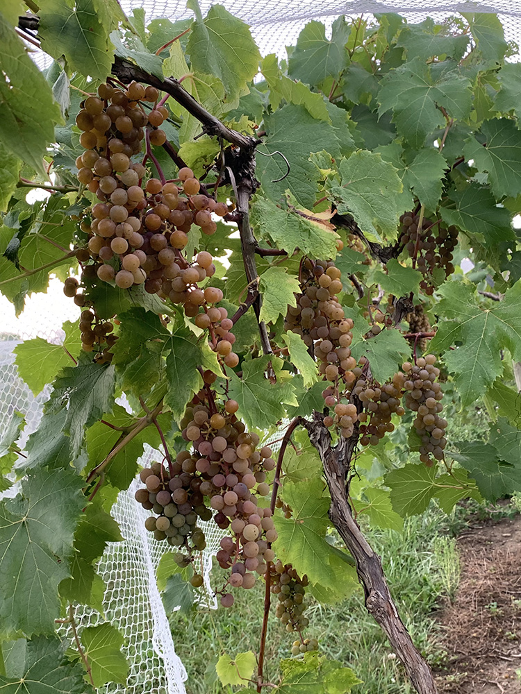 iastate_cals's tweet photo. The first batches of Iowa State produced wine were made this past spring in the *NEW* #IowaState winery using grapes grown at the ISU Horticulture Research Station:
🍇 828 bottles of La Crescent
🍷 444 bottles of Marquette
🍇 420 bottles of Rosé wine
https://t.co/xgSPP0ii60 https://t.co/s7Hj1QseZF