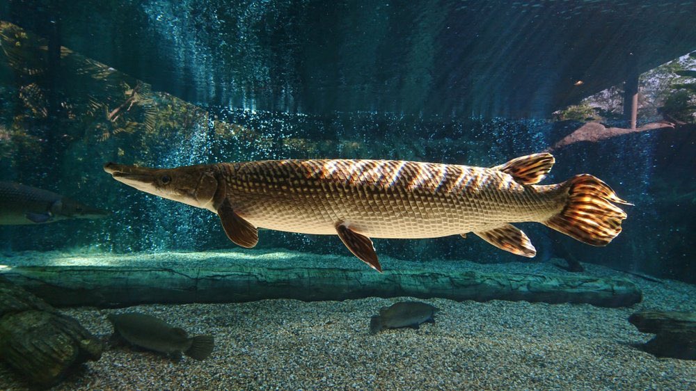 Jamesrus42's tweet image. Without cheating, what specific fish is this?