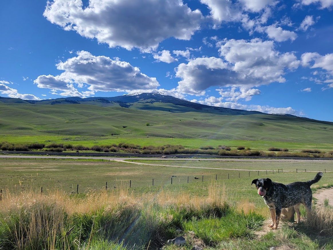 June 2021 vs. June 2022. Hooray for rain!!! 
#bigholewatershed #mountfleecer #fleecermountain #dividemt #southwestmontana #bluetickcoonhound